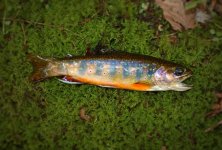 Cabin  Brookie.jpg