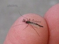 Midge Adult.jpg