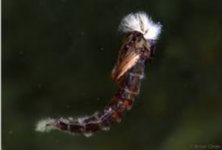 Midge Pupa.jpeg