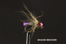 Shane Becker.jpg
