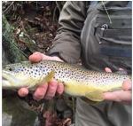 troutfanatic