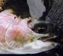 ChesCoAngler