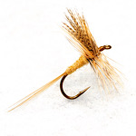 FishingCreekEmerger