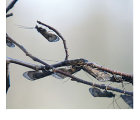 caddisflies1.jpg