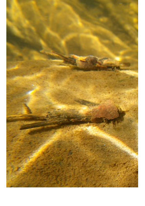 caddisfly2.jpg