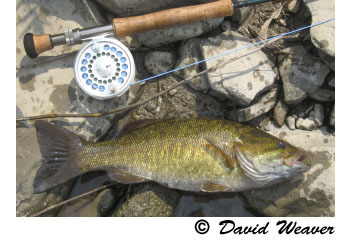 dwsmallie.jpg