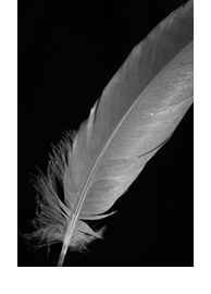 feather.jpg