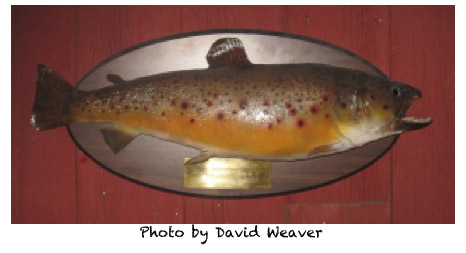 greatfish.jpg