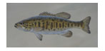 pbass.jpg