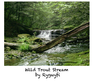 wildstream.jpg