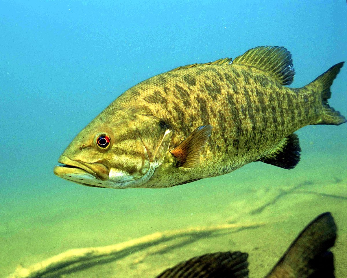 Small-mouth bass
