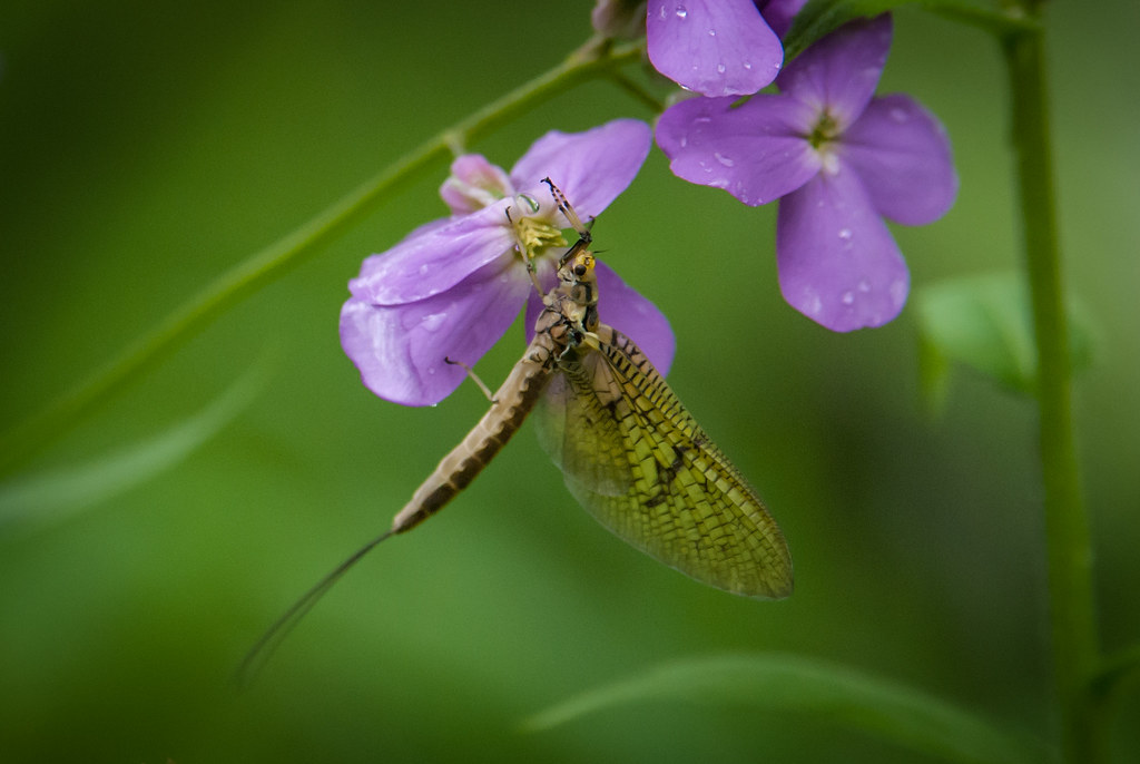 Mayfly Green Drake