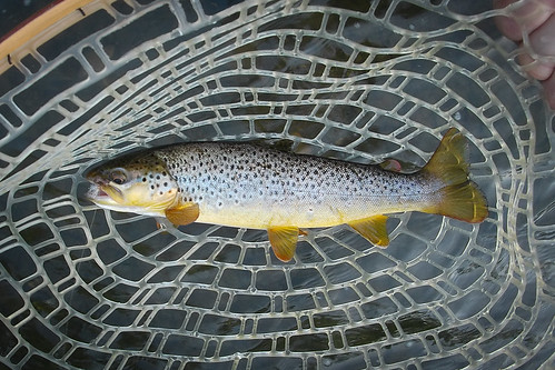 51210525702_bfd78387d0.jpg