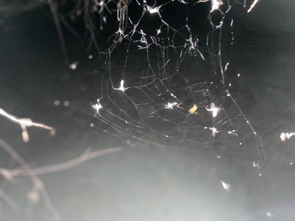 81D15C4F-E31D-4908-B772-E6B5C765A273.jpeg