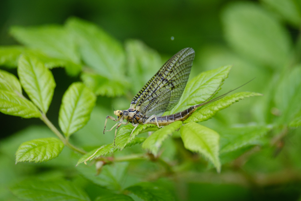 Green Drake