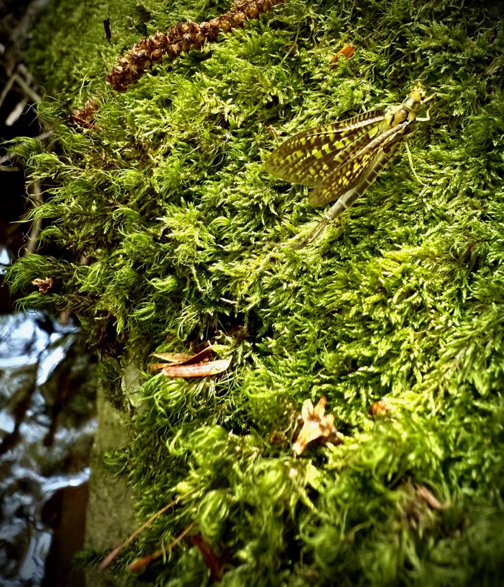Afternoon Hatch.jpg
