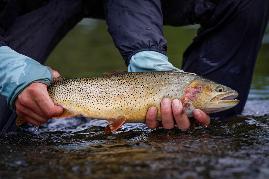 backcountry_fishing_in_yellowstone_national_park_900x600_20220704_ben4448.mp4_.03_00_27_00.sti...jpg