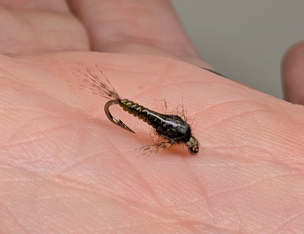 baetis fly.jpg
