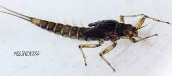 baetis.jpg
