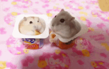 barbanne-hamsters4anne.gif