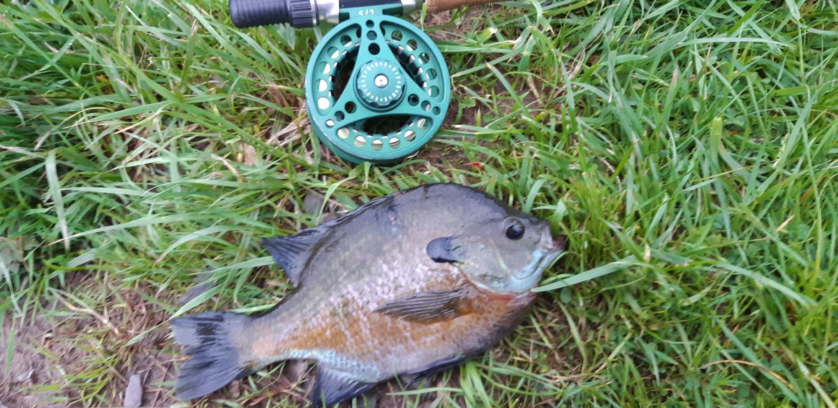 big gill 1.jpg
