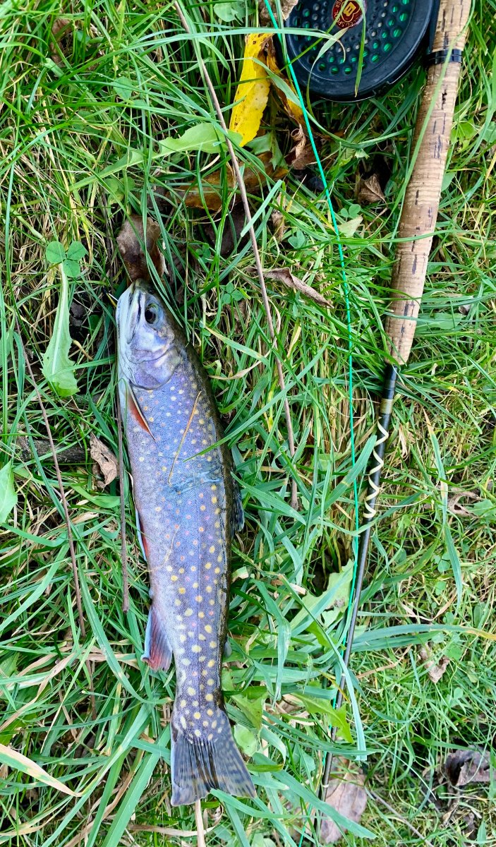 big spring brook.jpg