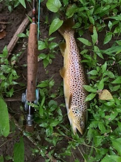 biggest brown.jpg