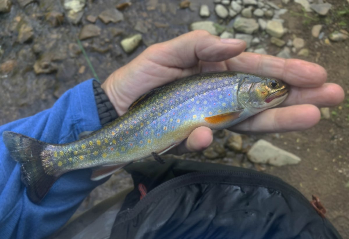 Brook Trout from Penn's Creek. PA,i.jpg