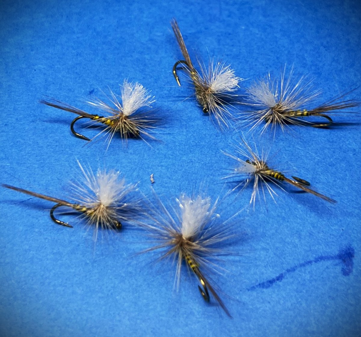 bwo's.JPG