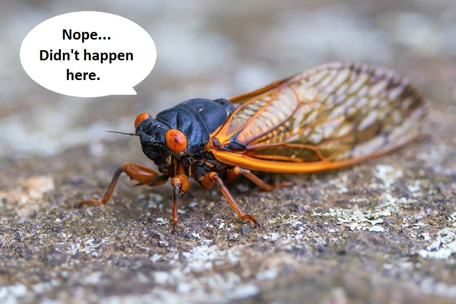 Cicada.jpeg