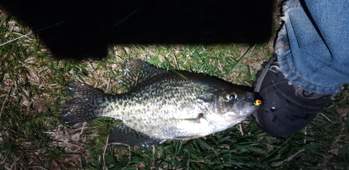 crappie1.jpg
