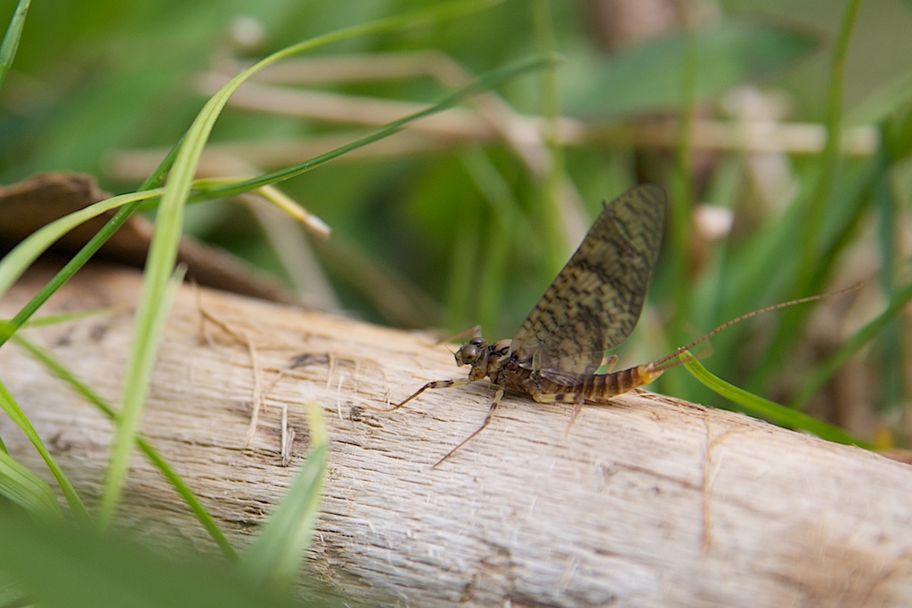 mayfly