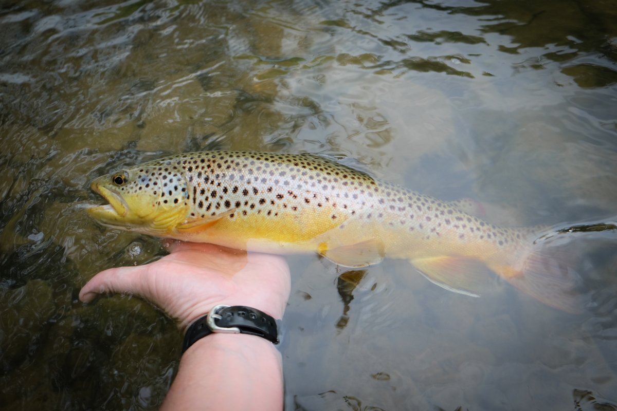 DSCF3951.jpg