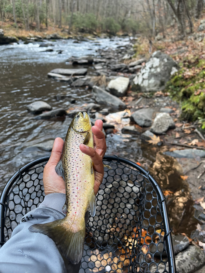 fish01.jpg