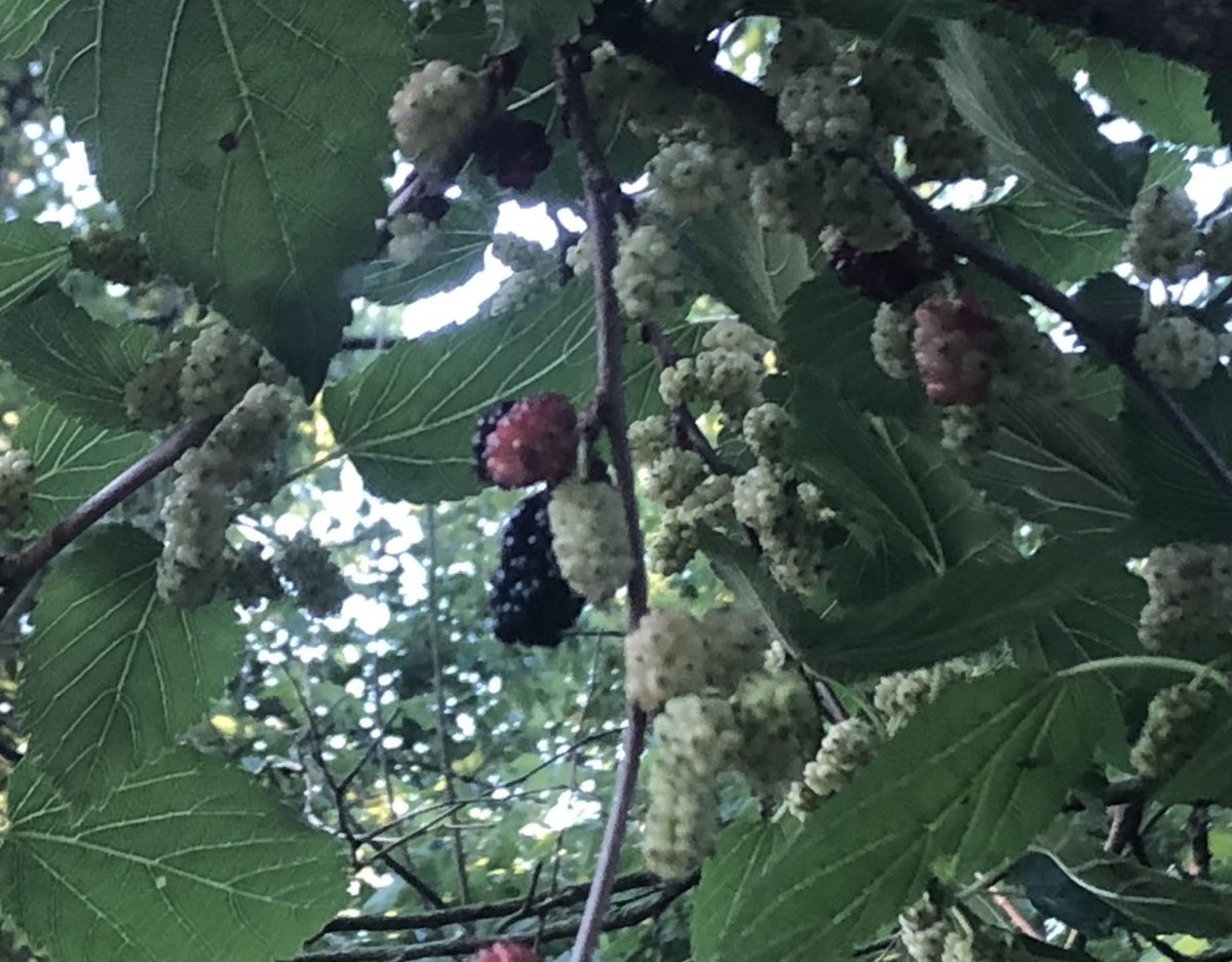 IMG_0006.jpeg