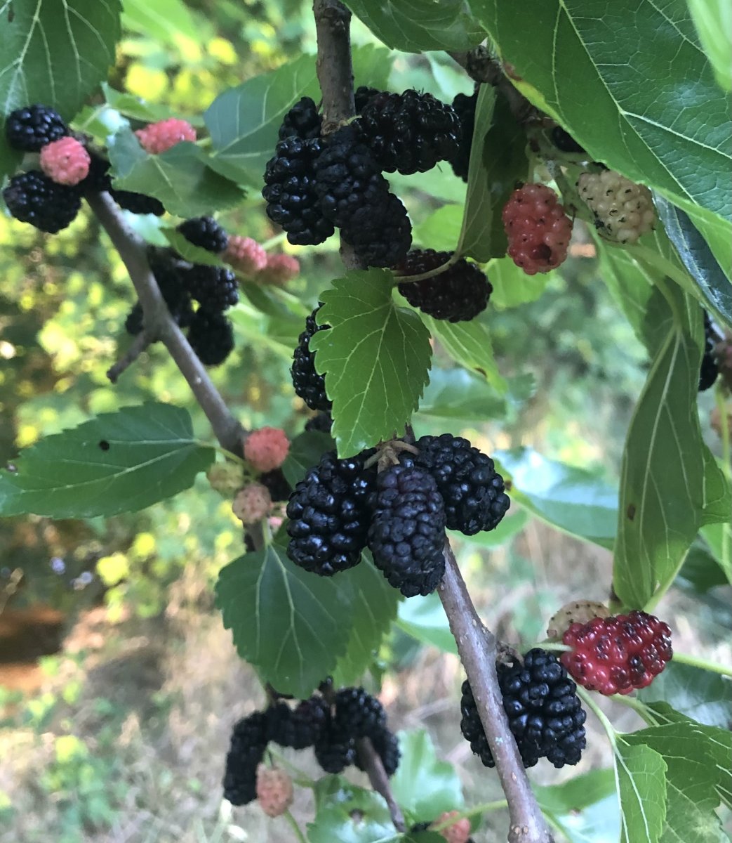 IMG_0083.jpeg