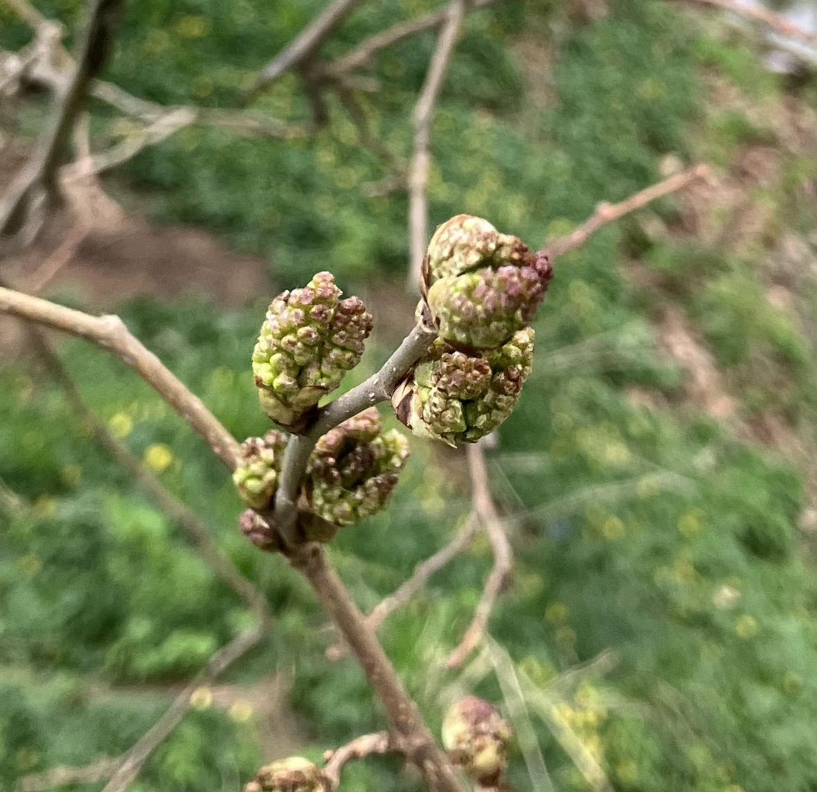 IMG_1460.jpeg