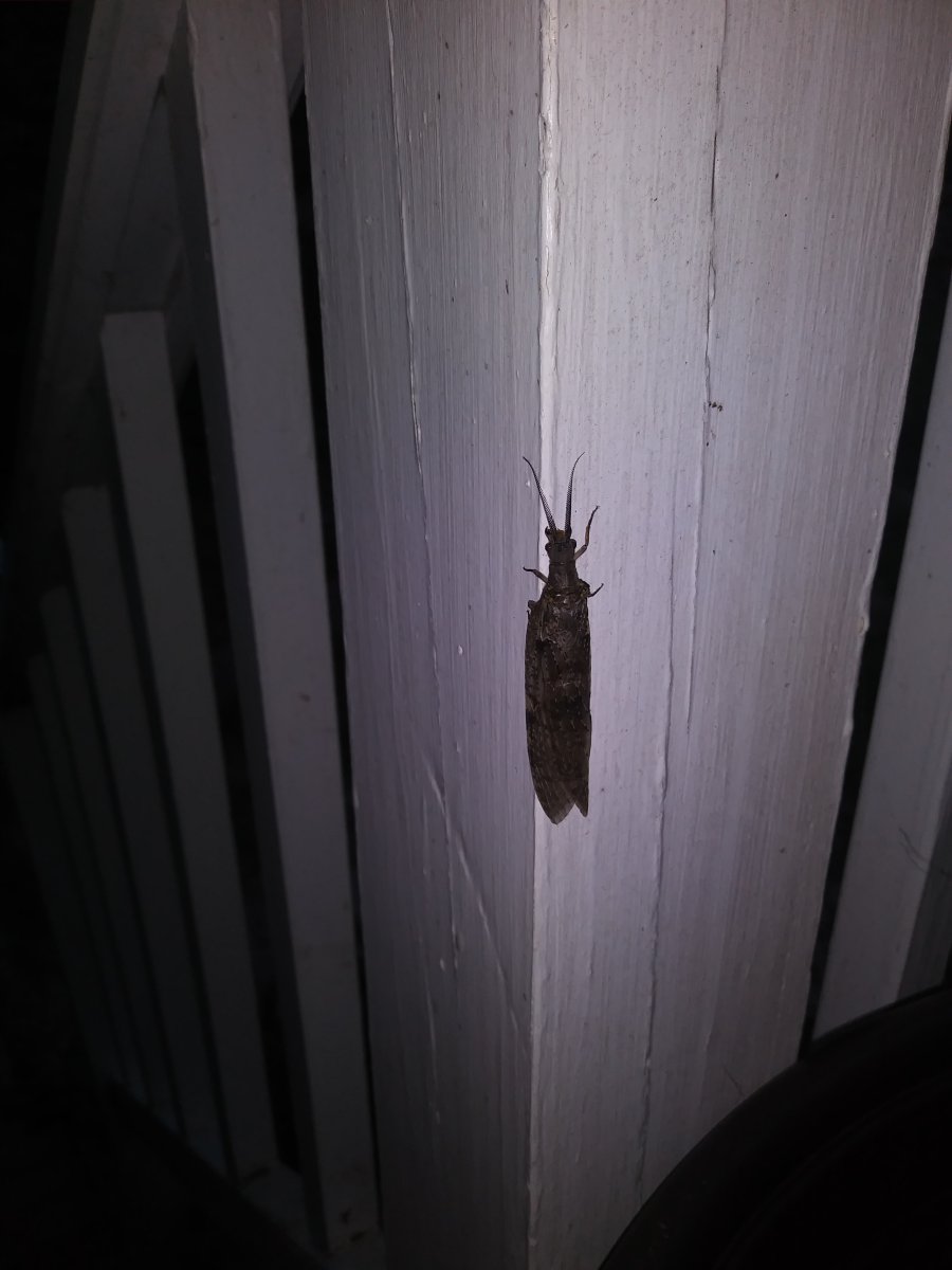 male fishfly.jpg