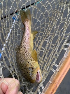 nice brown.jpg