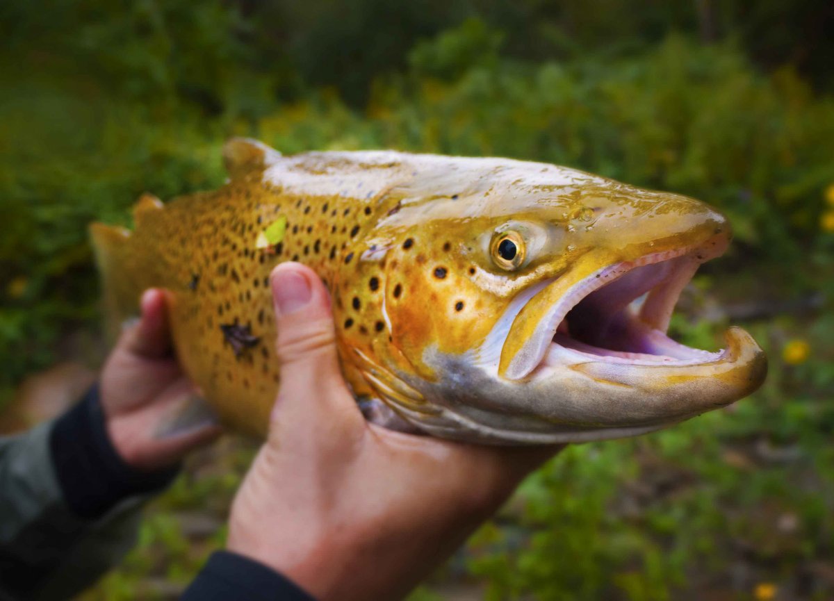 No Ruling Creek.jpg