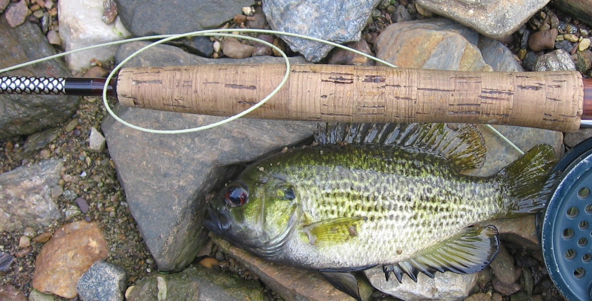 Rock Bass.jpg