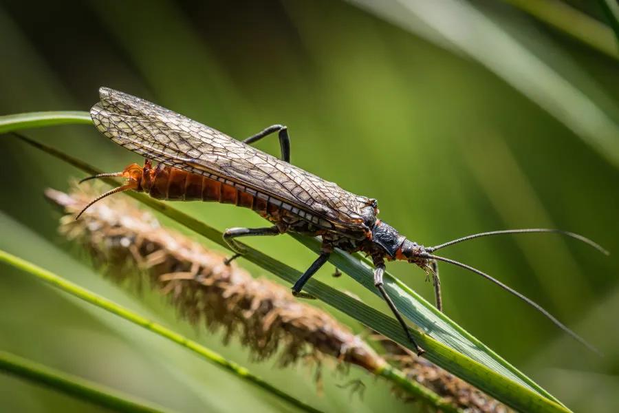salmonflies.2015-5.jpg.jpg