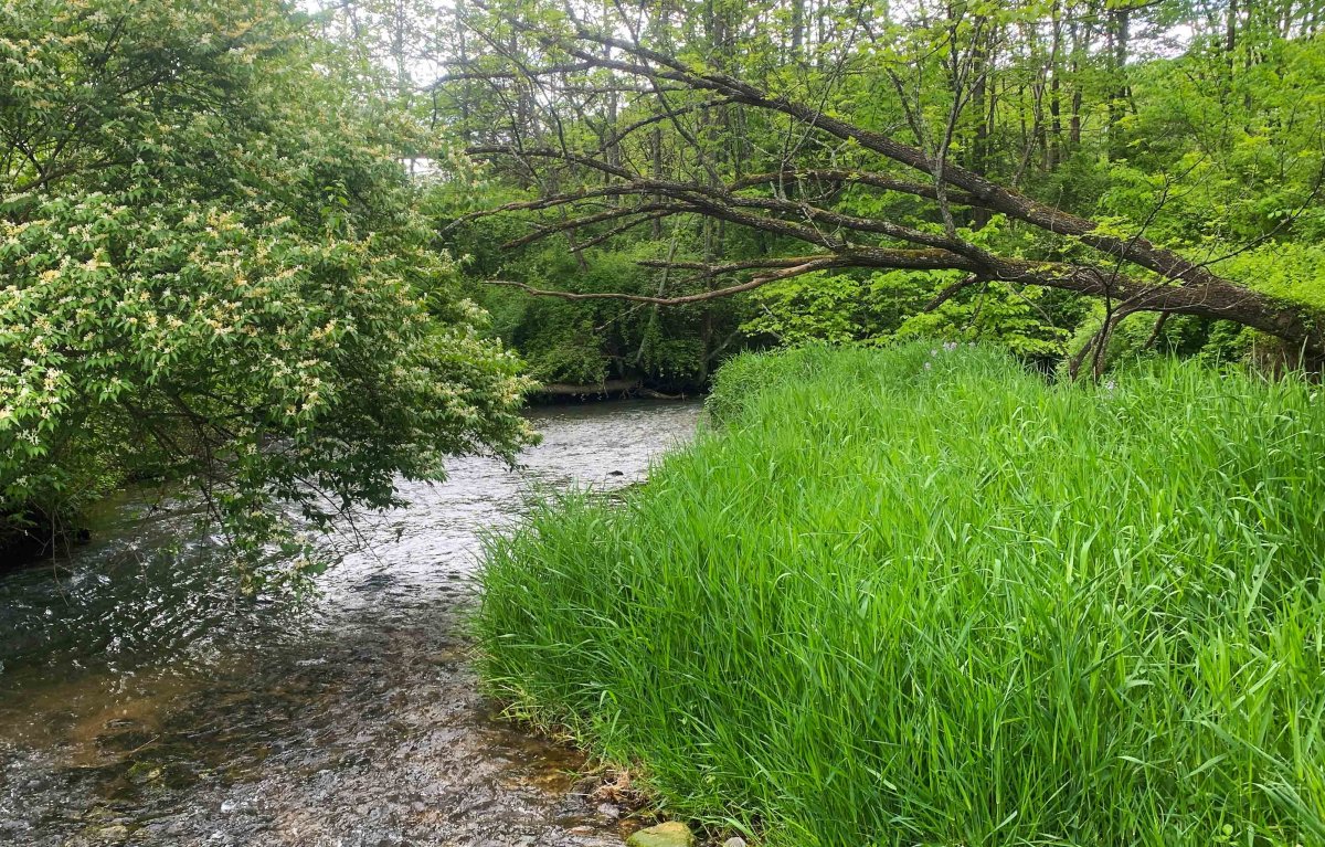 Spring Cgeek Mqy19, 2014 2w.jpg