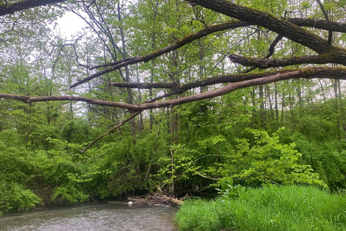 Spring Creek, Island, PA,l.jpg