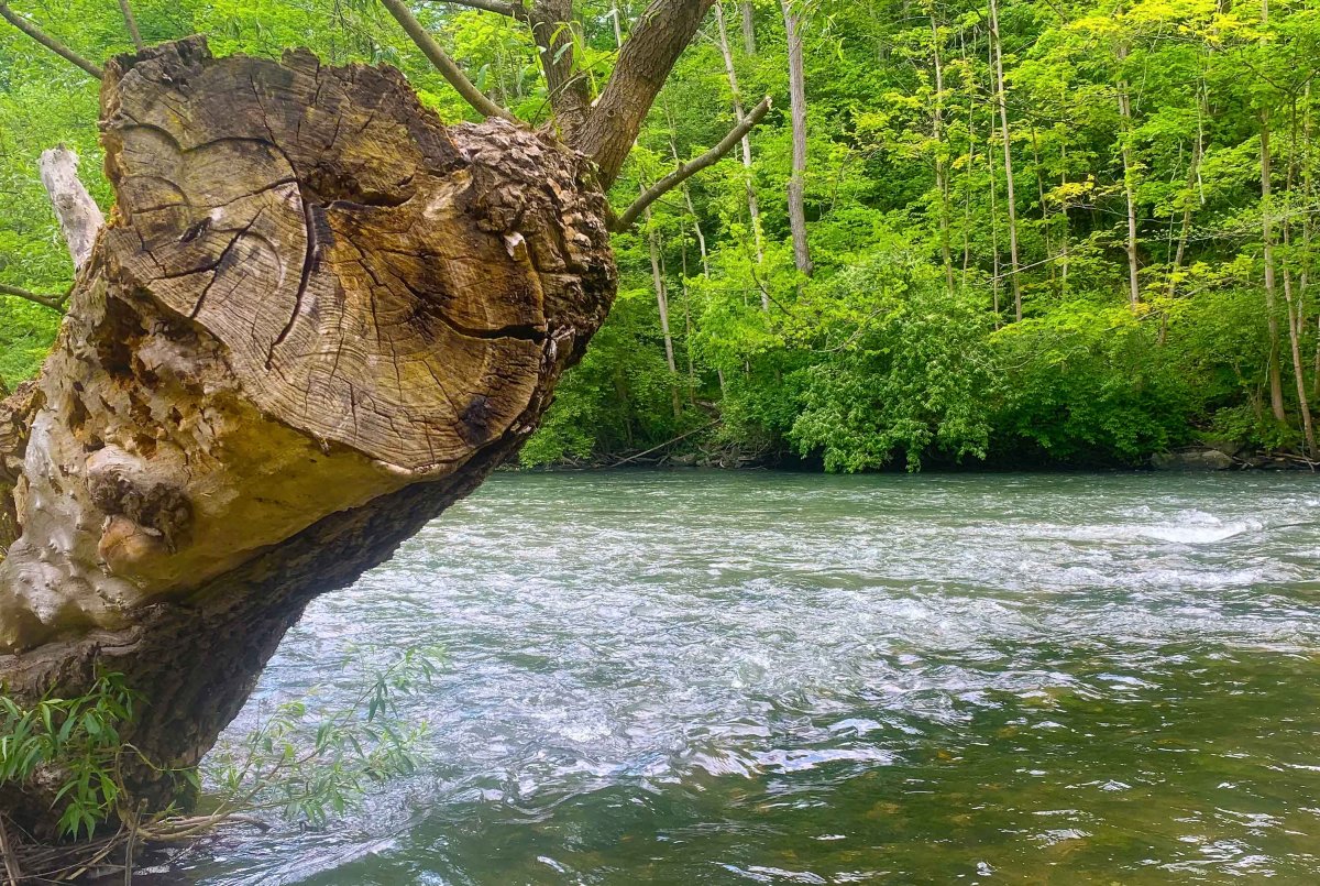 Spring Creek Tree, PA,l.jpg