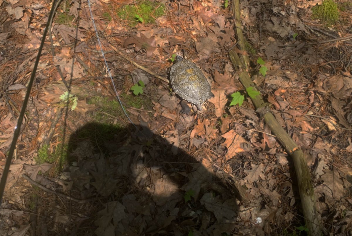Turtle and  Shadow, Poe Valley Creek, PA,l.jpg