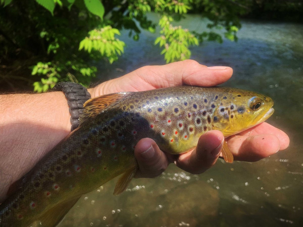 Wild Brown Trout, Spring Creek, PA,l.jpg