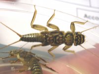Perlidae Acroneuria.jpg