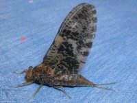 speckled wing dun 6-1-07.jpg