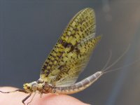 6-7-2011 pine 025.jpg